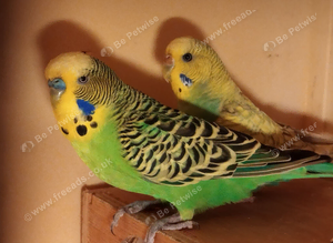 Stunning breeding pairs of budgies