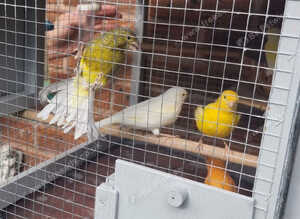 5 canaries for sale