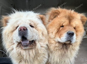 3 breeding females 1 Male chow must leave together no offers