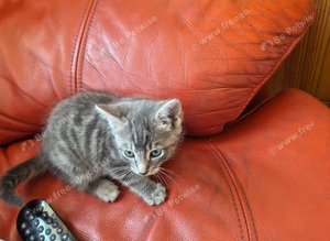 Kitten
