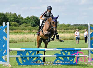 Moidore 16.1/2 Thoroughbred ex-racer