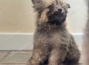Pomeranian x Cavachon Puppies  - Ready To Leave Now