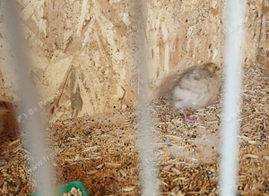 Japanese quail young and adults available
