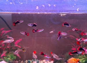 Guppies