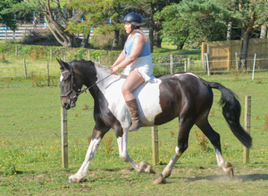 Striking Irish Gelding