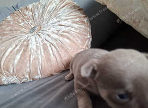 Chihuahua puppies for sale