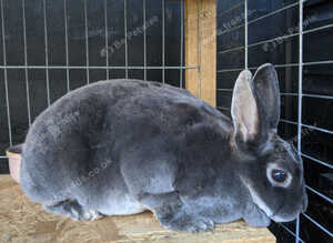 Mini rex female rabbit!