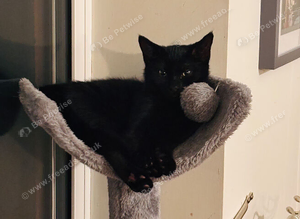 Lap cat - cuddly Black female cat called Beauty