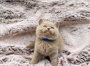 2 lilac British shorthair kittens available to reserve