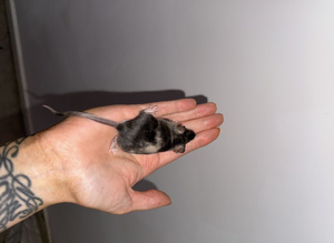Marley fancy mouse