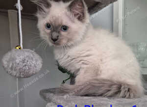 RAGDOLL KITTEN