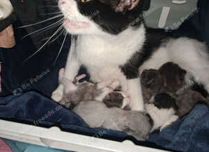 Kittens for sale