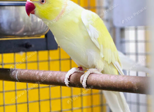 Yellow Male Ringneck available