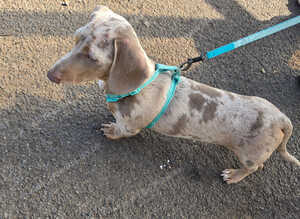 A miniature dachshund, five months old.