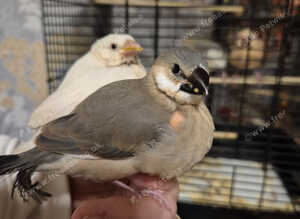 Java finches 2026