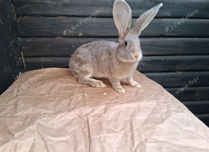 Flemish giant boy