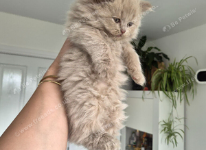 Fluffy lilac male