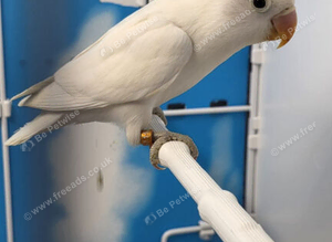 All Male Lovebirds Age 4 to 6 Months