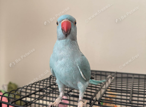 Beautiful blue IRN parakeet for sale