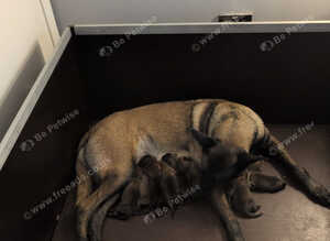 Belgium Malinois puppies