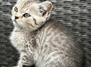 British short hair X Scottish fold