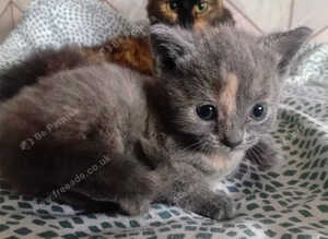 Kitten for sale