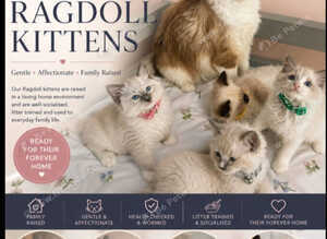 Pedigree Ragdoll kittens