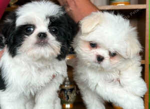 BEAUTIFULLY *PETITE* KOREAN MALTESE