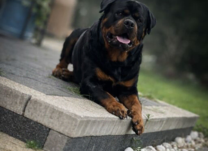 RKC Registered German Rottweiler Stud Available