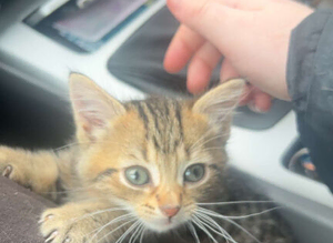 kitten