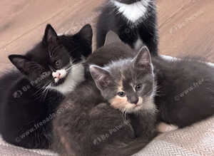 5 cross breed kittens