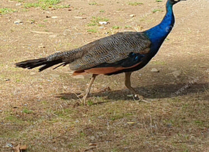 2025 indian blue cockbird