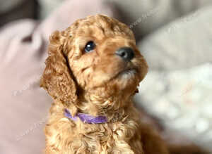 Gorgeous F1b Cavapoo puppies