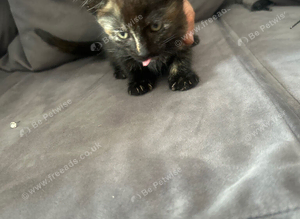 Kittens