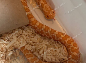 Baby hognoses