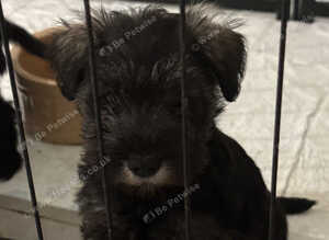Beautiful Miniature Schnauzer Pups
