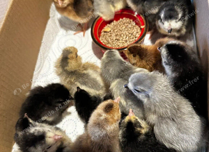 Hand reared chicks and chickens