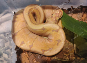 Royal python babies for sale cb26