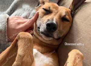 Beautiful Lurcher lawson is looking for his home