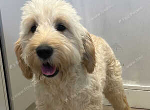 F1BB Golden Doodle female