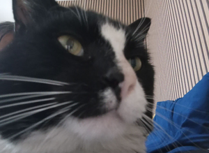 cat