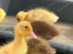 Week old ducklings