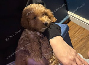 Cockapoo 10 weeks