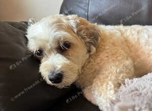 Give my dog a new home due to my husband going into care don't have the time to look after him