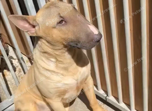 Kc Reg Fawn & White English Bull Terrier
