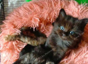 Ragdoll cross kittens