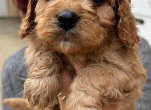 Gorgeous F1 Cavapoo Puppies