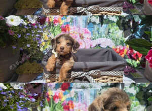 Ready Now PRA clear Daxipoo puppies hypoallergenic teddy bears