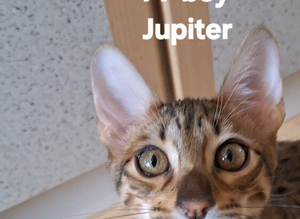 Savannah Tica SBTF7  JUPITER Huge boy GOLD EUES