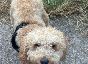 Tommy the cockapoo